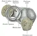 Ligament annulaire du radius, d'en haut.