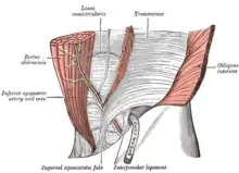 Le ligament interfovéolaire, vu de face.