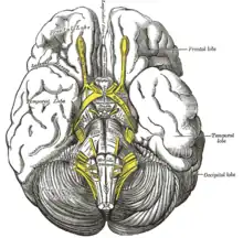 Base du cerveau