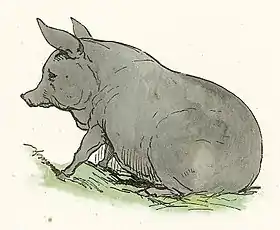 Sage l'Ancien est un vieux cochon philosophe