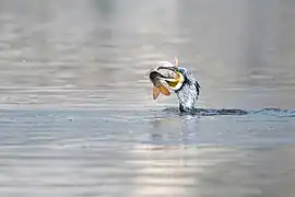 Un grand cormoran avalant un poisson dans le lac Taudaha au Népal. Février 2021.