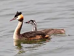 Podiceps cristatus (Podicipediformes).