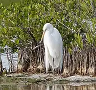 Grande Aigrette(Ardea alba)