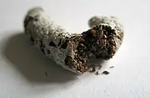 Fiente de forme tubulaire, recouverte d'une membrane sèche de couleur pâle.