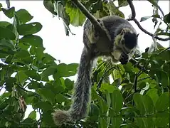 Individu aperçu au sanctuaire de la vie sauvage de la Cauvery, dans le sud de l'Inde.