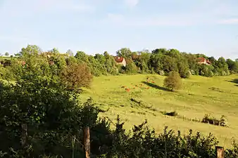 Brunes des Alpes au pâturage devant Gronet.