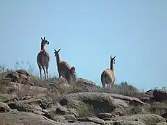 Guanacos au parc national Lihué Calel en 2011