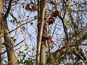 Plante mature grimpante.