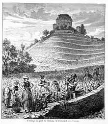 Vendange au pied du Château de Châtelard près Clarens