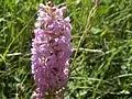 Orchis moucheron, variété avec épi dense densiflora (rare)