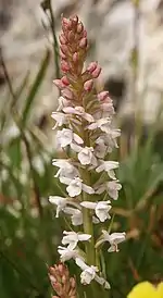 L'orchis odorant