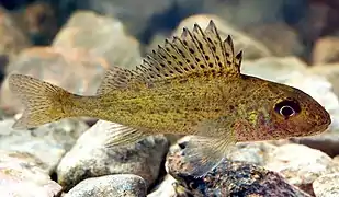 La Grémille (G. cernua).