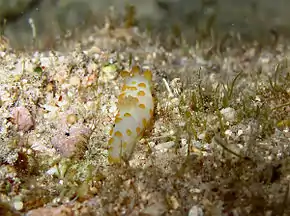 Doris à papilles orangées ou Doris impudique (Gymnodoris impudica), de nuit.