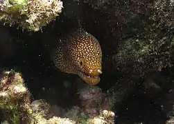 Murène Gymnothorax eurostus