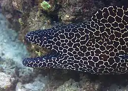 Murène léopard (Gymnothorax favagineus)