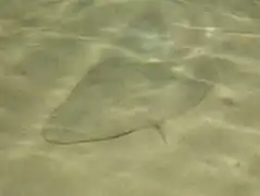 Gymnura altavela, une Gymnuridae