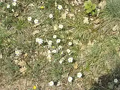 Helianthemum sp.(puy Besnard).