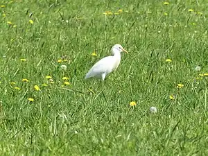 Héron garde-bœufs.