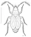 Ceratocombidae: espèce de Nouvelle-Zélande, dessin de Des Helmore.