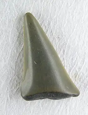 Image illustrative de l’article Glossopètre