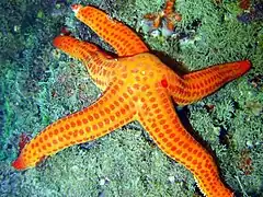 Étoile de mer lisse (Hacelia attenuata)