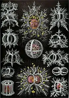 Formes artistiques de la nature par Ernst Haeckel