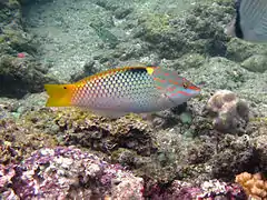 Une femelle à La Réunion