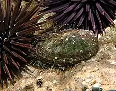 Un ormeau (Haliotis rugosa)