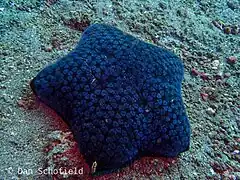 Individu typique (sans lumière artificielle).