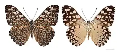 Hamadryas feronia  - MHNT