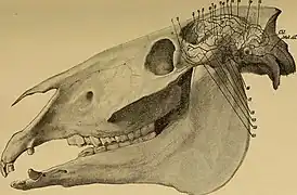 Dessin d'un crâne d'un cheval et du cerveau dedans.