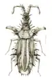Carcinocorini: Carcinocoris binghami, dessin de M. Freih. v. Schlereth (Handlisch, 1897).