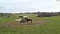 chevaux en pâture des haras de Villedieu