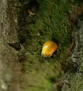 Alors que des taches apparaissent —&nbsp;à peine visibles&nbsp;— sur les élytres, les ailes commencent à apparaître sous les élytres.