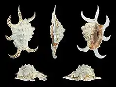 Harpago arthriticus ; longueur 138&nbsp;mm ; origine Philippines.