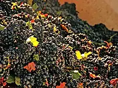 Aspect visuel d'une vendange mécanique