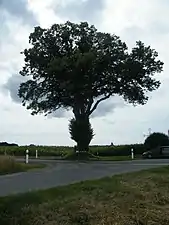 Tilleul des croisettes à Hautvillers-Ouville.