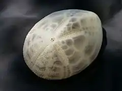 Test de spatangoïde (Brissus unicolor), face aborale (ou «&nbsp;dorsale&nbsp;»)