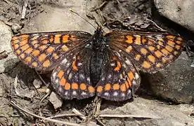 Euphydryas intermedia