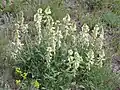 Hedysarum grandiflorum en fleurs dans la région de Saratov (Russie)