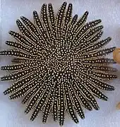 Heliaster helianthus