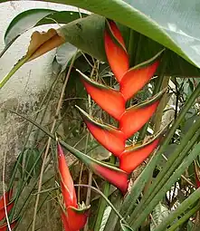 Cultivar en Pennsylvanie