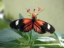 Description de l'image Heliconius melpomene.jpg.
