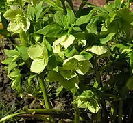 Hellébore vert (Helleborus viridis).