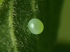 Œuf sur chèvrefeuille Lonicera xylosteum.