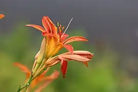 Hemerocallis fulva L. — Hémérocalle fauve