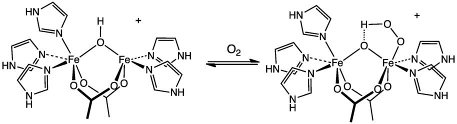 Représentation de la liaison de l'oxygène O2 au site actif de l'hémérythrine.
