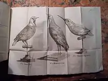 Un gros-bec, une marouette et un martin pêcheur empaillés en position naturelle