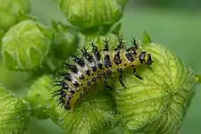 Larve de Henosepilachna argus