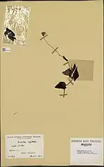 Spécimen d'herbier.